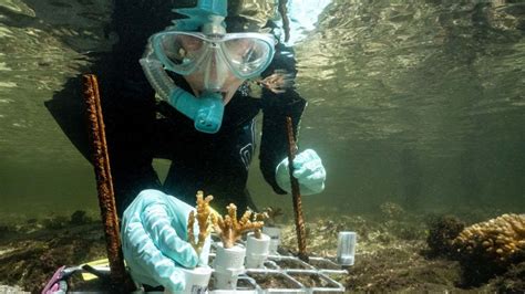 This coral scientist is fighting to save the world’s reefs 